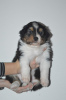 Photo №3. Australian shepherd puppy. Sweden