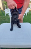 Additional photos: Cane Corso puppies for sale