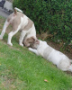 Photo №3. English bulldog puppies. Greece