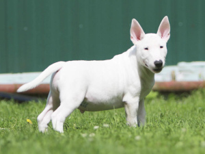 Photo №4. I will sell bull terrier in the city of Moscow. from nursery, breeder - price - Negotiated