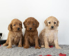 Photo №1. golden retriever - for sale in the city of Alytus | 349$ | Announcement № 75800