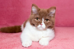 Photo №3. Kitten Bri color bicolor cinamon is waiting for his family. Ideal for show and. United States