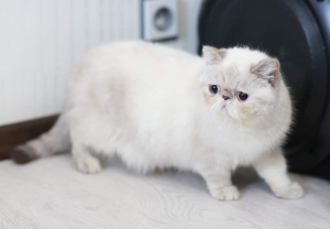 Photo №2 to announcement № 5657 for the sale of exotic shorthair - buy in Ukraine breeder