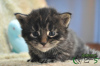 Photo №4. I will sell maine coon in the city of St. Petersburg. private announcement, from nursery, breeder - price - 731$