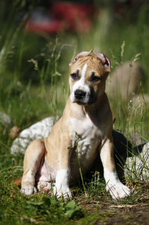 Photo №1. american pit bull terrier - for sale in the city of St. Petersburg | 481$ | Announcement № 2860