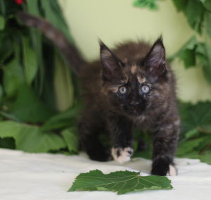 Photo №3. Maine Coon kitten. Ukraine