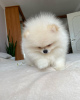 Photo №3. Pomeranian puppies. Germany