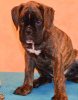 Photo №4. I will sell boxer in the city of Minsk. private announcement, from nursery, breeder - price - 235$