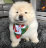 Photo №1. chow chow - for sale in the city of London | 423$ | Announcement № 86081