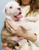 Photo №3. American Bulldog puppies for sale. Ukraine
