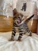 Photo №2 to announcement № 25853 for the sale of bengal cat - buy in Italy private announcement, from nursery, breeder