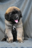 Photo №2 to announcement № 90626 for the sale of non-pedigree dogs - buy in Belarus from nursery, breeder