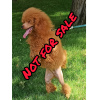 Photo №4. I will sell poodle (dwarf) in the city of Dnipro.  - price - negotiated