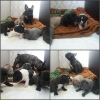 Photo №1. non-pedigree dogs - for sale in the city of Novosibirsk | negotiated | Announcement № 10807
