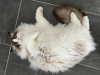 Photo №2 to announcement № 97159 for the sale of ragdoll - buy in Hungary private announcement