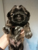 Additional photos: Purebred Shih Tzu puppies.