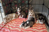 Photo №1. siberian husky - for sale in the city of Cinco Ranch | 380$ | Announcement № 112312