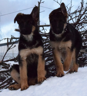 Photo №4. I will sell german shepherd in the city of Dubna. breeder - price - 268$
