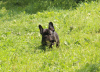 Additional photos: French bulldog puppy, female show class FCI