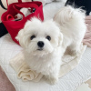 Photo №2 to announcement № 75196 for the sale of maltese dog - buy in Canada breeder