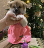 Photo №2 to announcement № 8714 for the sale of akita - buy in Russian Federation breeder