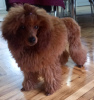 Additional photos: Red Poodle