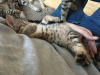 Photo №4. I will sell savannah cat in the city of Portland. private announcement - price - 300$