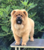 Additional photos: Chow Chow, wonderful puppies