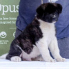 Additional photos: American Akita puppies