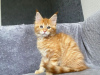 Photo №3. mainecoon kittens for free adoption. Germany