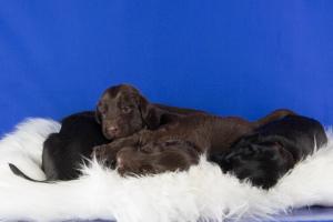 Photo №4. I will sell flat-coated retriever in the city of Severodvinsk. from nursery - price - 466$