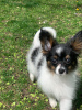 Additional photos: Papillon puppy. FCI