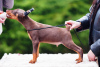 Photo №3. Doberman puppies. Estonia