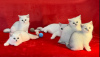 Photo №4. I will sell british shorthair in the city of Лиепая. from nursery - price - 2642$