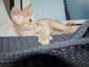 Additional photos: Abyssinian cat boy fawn color kitten