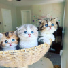Photo №1. scottish fold - for sale in the city of Berlin | negotiated | Announcement № 100381