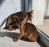 Photo №2 to announcement № 4625 for the sale of abyssinian cat - buy in United States breeder