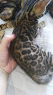 Photo №4. I will sell bengal cat in the city of Minsk. from nursery - price - 9$