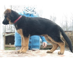 Photo №4. I will sell german shepherd in the city of Moscow. private announcement - price - 800$
