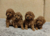 Photo №1. poodle (dwarf) - for sale in the city of Zrenjanin | negotiated | Announcement № 103579