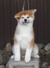 Photo №1. akita - for sale in the city of Syktyvkar | 1301$ | Announcement № 13643