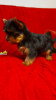 Additional photos: Yorkshire terrier puppies for sale