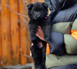 Photo №4. I will sell german shepherd in the city of Mariupol. breeder - price - 527$