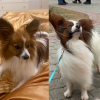 Photo №2 to announcement № 38377 for the sale of papillon dog - buy in Lithuania private announcement