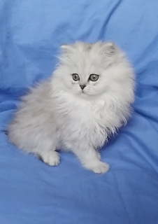 Photo №2 to announcement № 4604 for the sale of british longhair, persian cat, highland-straights, chinchilla cat, scottish straight - buy in Ukraine private announcement
