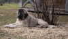 Additional photos: Caucasian Shepherd Dog