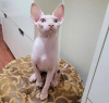 Photo №2 to announcement № 89623 for the sale of sphynx-katze - buy in United States private announcement