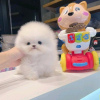 Photo №2 to announcement № 116949 for the sale of pomeranian - buy in Belgium 