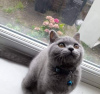 Photo №2 to announcement № 72051 for the sale of british shorthair - buy in United States private announcement, breeder