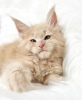 Photo №4. I will sell maine coon in the city of Colorado Springs. breeder - price - 300$